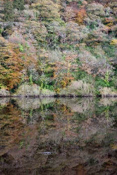 trees in a forest reflected on the calm river blackwater in county Waterford, Ireland