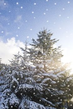 winter snow falling over pine trees in a picture postcard setting