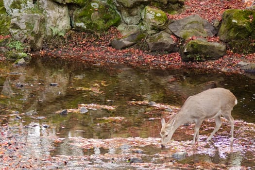 Sika deer drinking water in a river in autumn