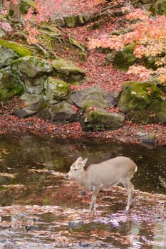 Sika deer drinking water in a river in autumn
