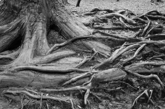 Roots of a coniferous tree in Japan, black and white background pattern
