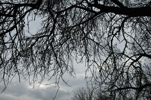 Blooming cherry tree branches silhouette under moody sky. Last days of winter.
