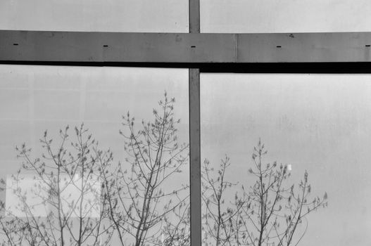 Tree branches reflected on glass building facade. Abstract background.