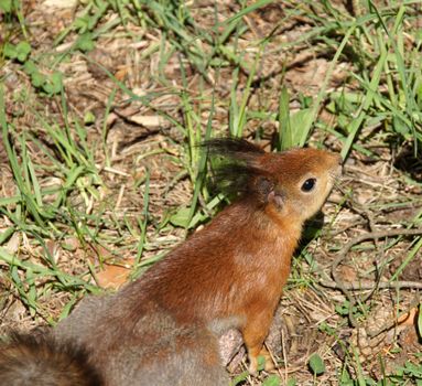 Squirrel  costs on hinder legs on a background of a grass