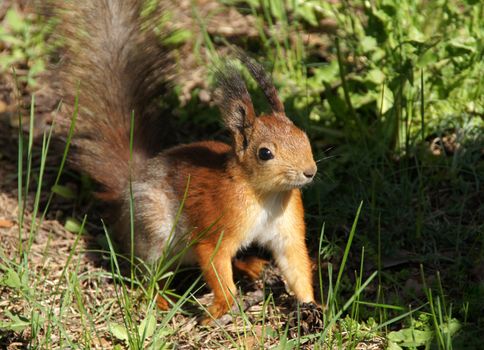 Fluffy squirrel on a background of a grass