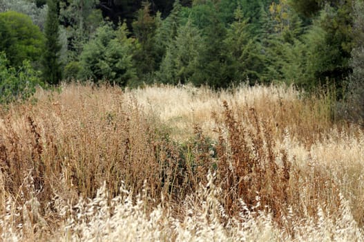 Field of dry plants summertime in a forest. Selective focus.