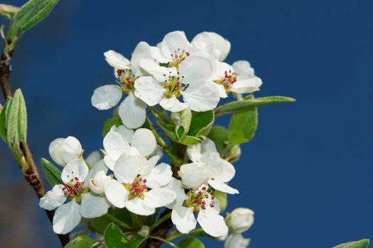 apple blossoms in spring time on a sunny day