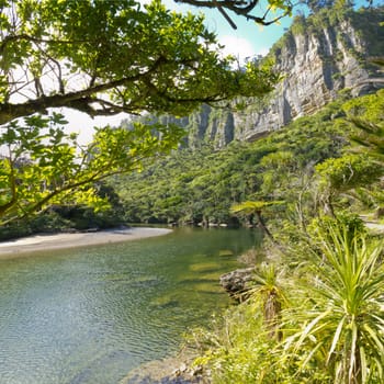 Lush green vegetation in sub-tropical rainforest along Pororai River, West Coast, South Island, New Zealand