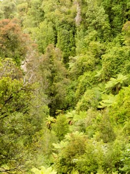 Overhead view of lush green vegetation in a sub-tropical rainforest in New Zealand