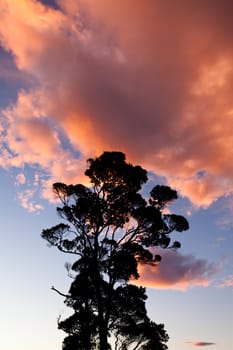 Tall tree silhouetted against a dramatic sunset of orangey clouds in a blue sky with copyspace