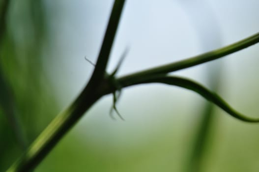 Green twig macro nature abstract background. Soft focus.