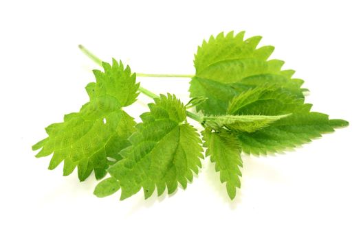 a nettle stems on a bright background