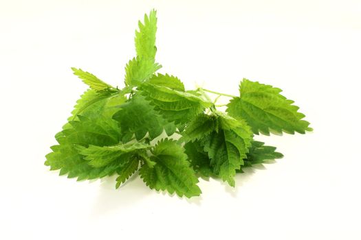 a nettle stems on a bright background