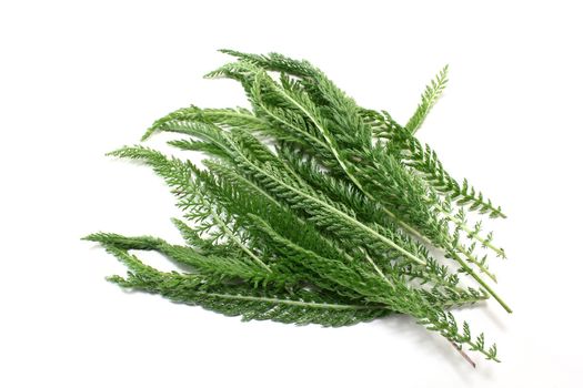 some stems yarrow on bright background