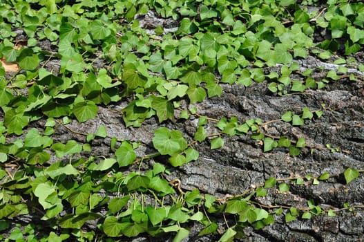 Green ivy growing on tree trunk. Bakground texture.