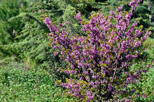Blooming lilac plant which flowers only for a couple of weeks in May. Spring colors.