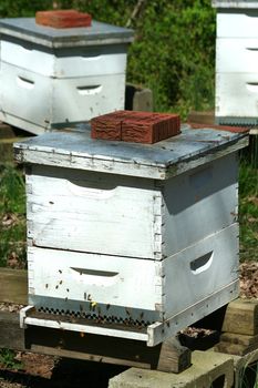 A image of a beehive colony