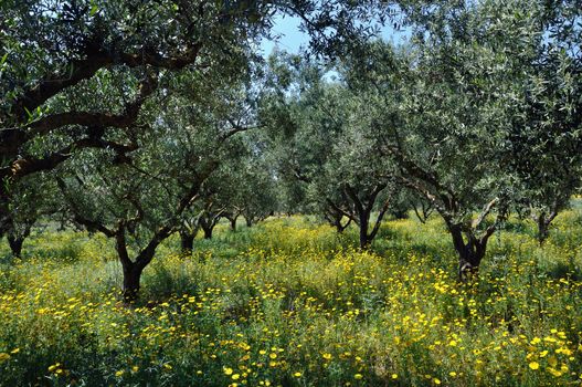 Olive trees plantation and wild flowers. Springtime in the countryside.
