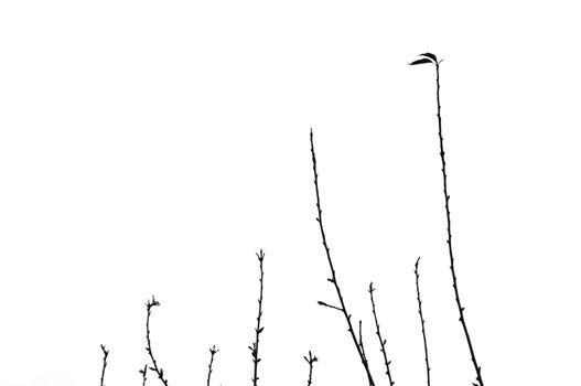 Twigs silhouette of leafless branches on white background.
