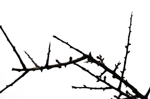Twigs with buds silhouette of leafless plant on white background. Selective focus.