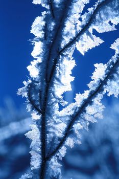 Ice on plant