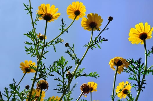 Wild yellow daisy flowers in a field photographed from below. Spring background.