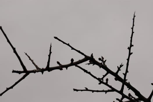 Twigs with small buds silhouette of leafless plant in the winter. Selective focus.