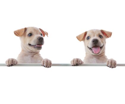 Two dogs with empty board on white background