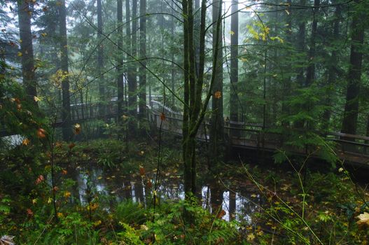 Wooden walkway winds through lush rainforest in Canada