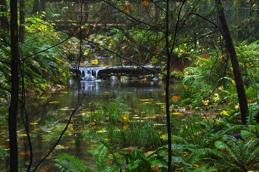 Stream runs through lush rainforest in Vancouver, Canada