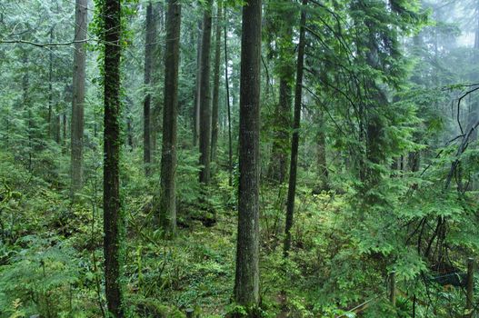 Beautiful dense rainforest of Canadian Northwest