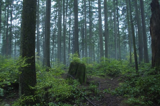 Tall pines growing in Canadian Northwest rainforest