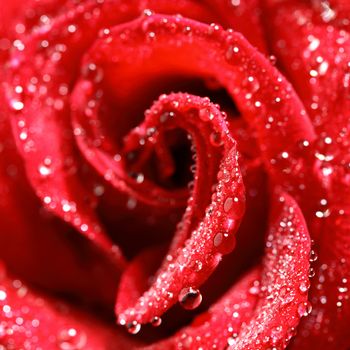 red rose in water drops macro close up