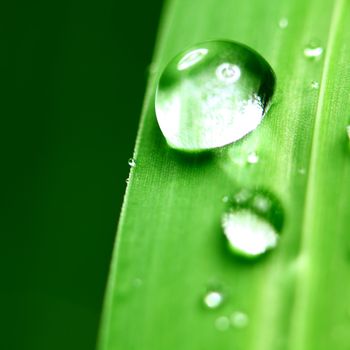 big water drop on grass blade