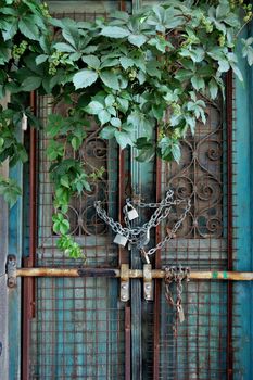Boarded up vintage metal door of an abandoned house and overgrown plant.