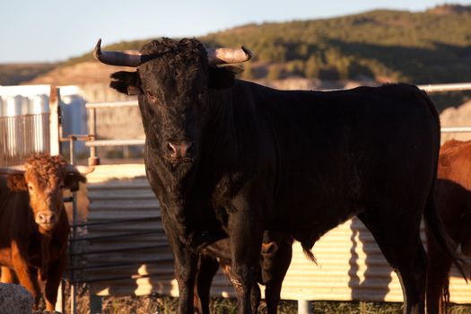 Close up image of black bull on a farm