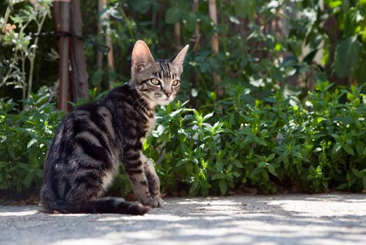 Small cat in green garden detail