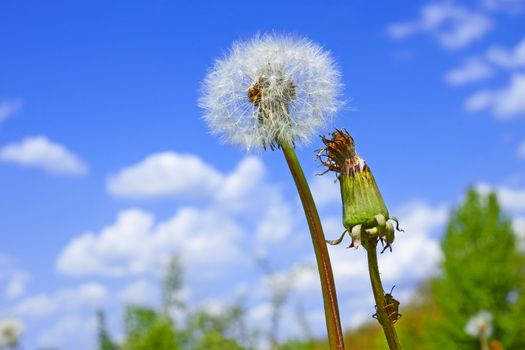 Dandelion plant among meadow against blue sky with clouds. Green true bag sits on a dandelion stalk