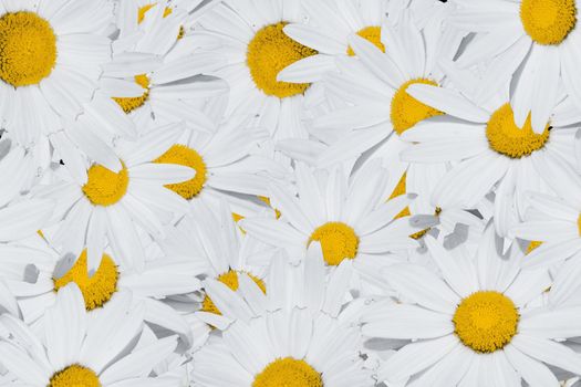 Bouquet of white camomiles with a yellow core forming a summer background