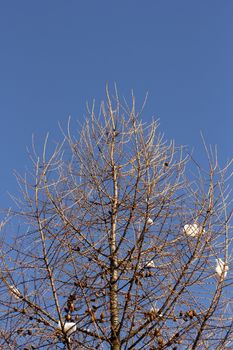 the larch is the only coniferous in Europe witch stay leafless during the winter period