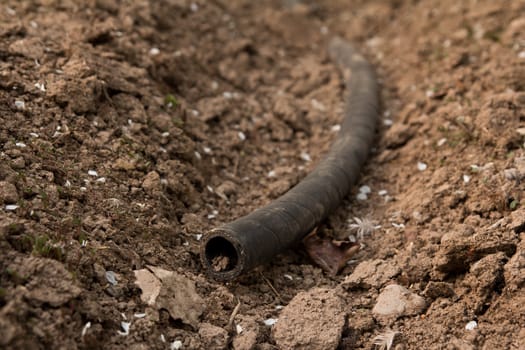 Rubber hose on a kitchen garden