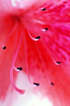 beautiful blooming pink Azalea flower closeup macro