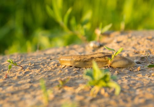Snail on the nature in the evening. macro