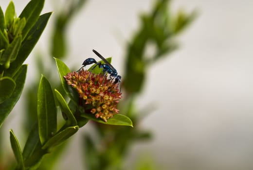 Blue wasp on ixora flower with blurry background