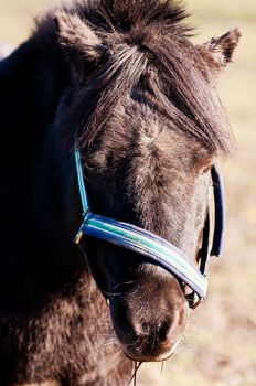 Pony horse Oslo Norway
