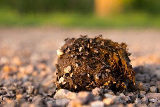Manure of a horse with flies on the nature