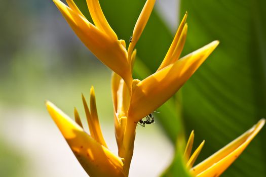 black ants crawling on the yellow heliconia flower