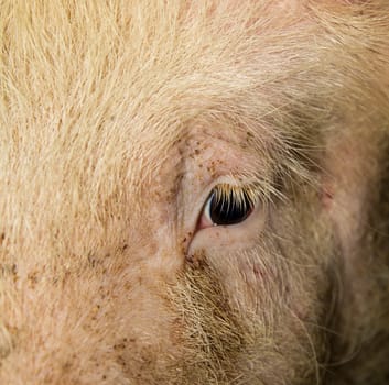 Eye of a pig