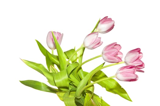 fresh red tulips on a white background
