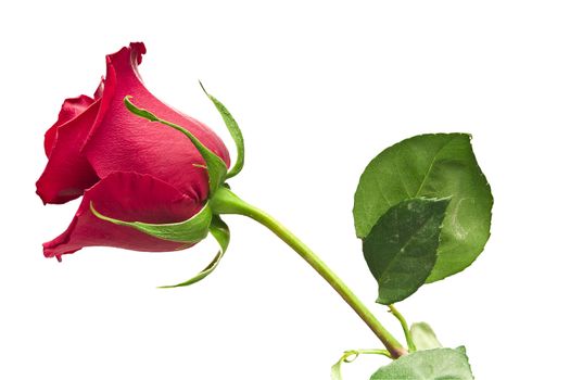scarlet flowering rose with a bright green foliage on a white background